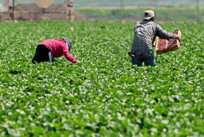 Photo of seasonal agriculture workers